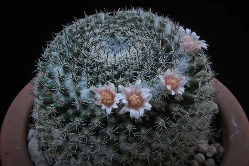 Mammillaria formosa 5168-210