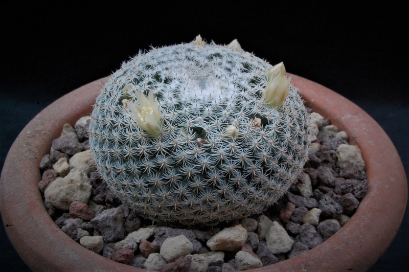 Mammillaria formosa 5180-210