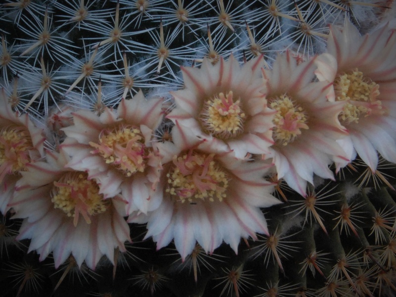 Mammillaria formosa 5535-211