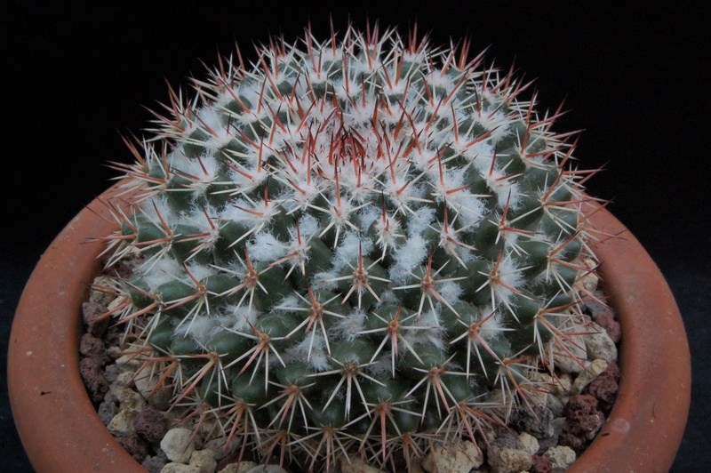 Mammillaria scrippsiana 7148-212