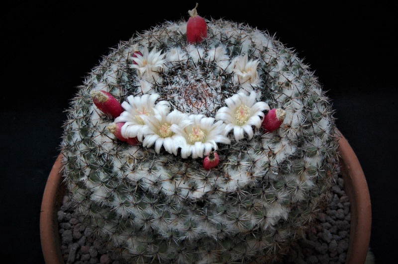 Mammillaria formosa 7453-210