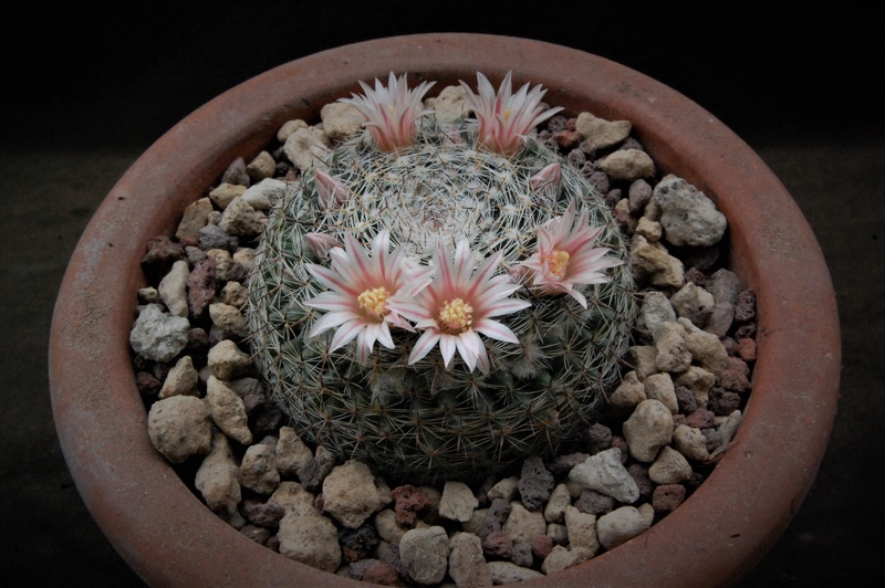 Mammillaria formosa 8042-210