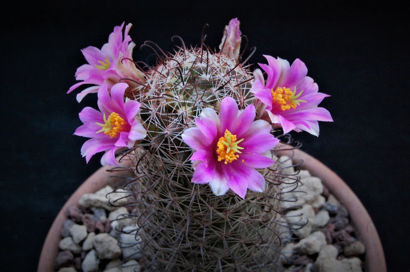 Mammillaria sheldonii 8256-210