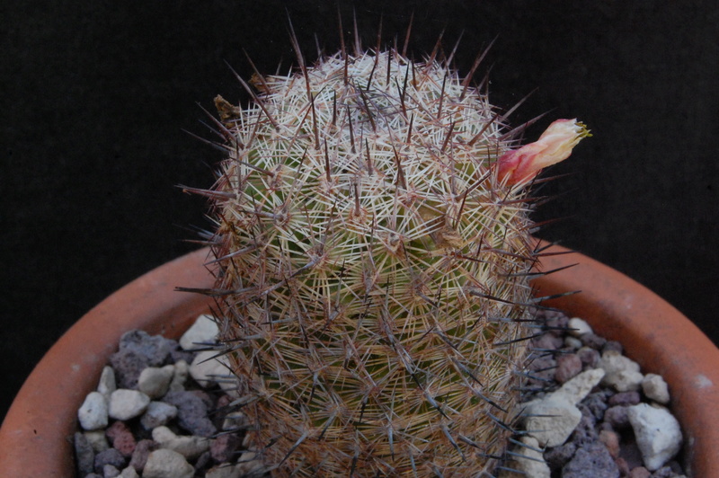 Mammillaria swinglei 8275-210