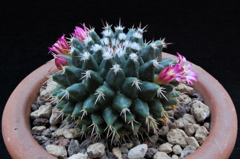 Mammillaria priessnitzii 8649-211