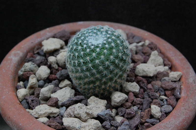 Mammillaria formosa 9309-210