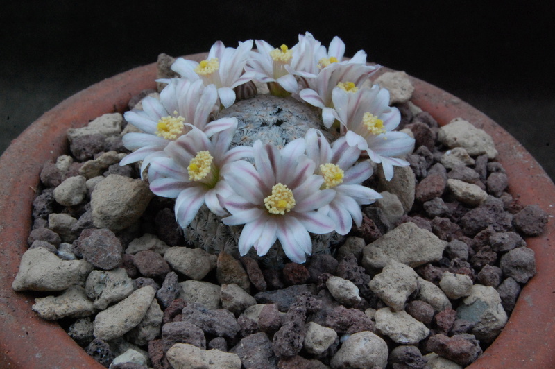 Mammillaria sanchez-mejoradae 9765-210