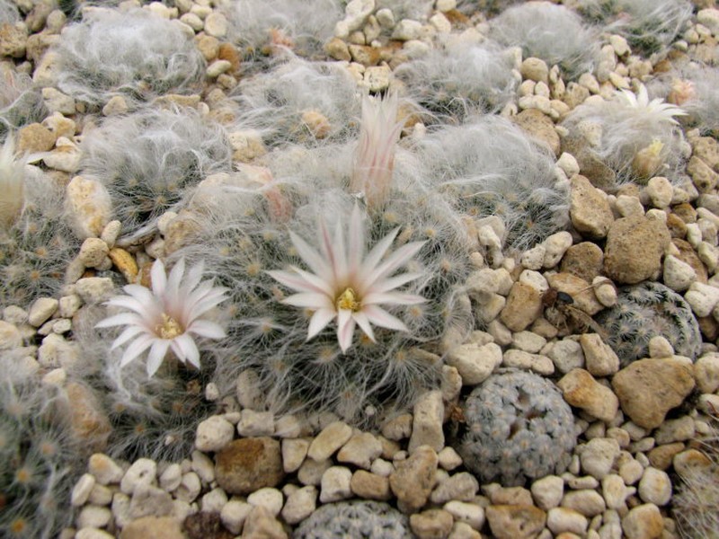 Mammillaria albicoma Albico10