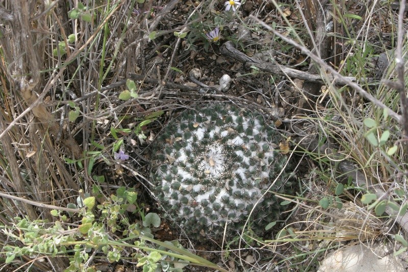 Mammillaria formosa Img_0325