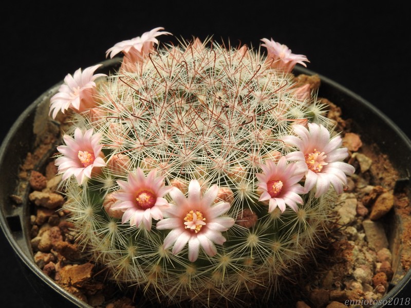 Mammillaria jaliscana Jalisc11