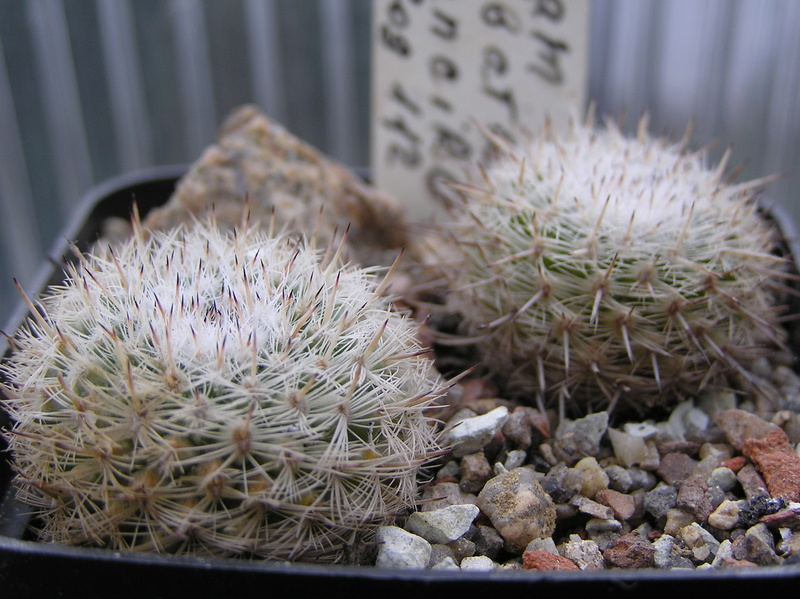 Mammillaria albata Qalbat10