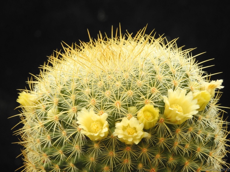 2018, mammillaria in my greenhouses. Discol10