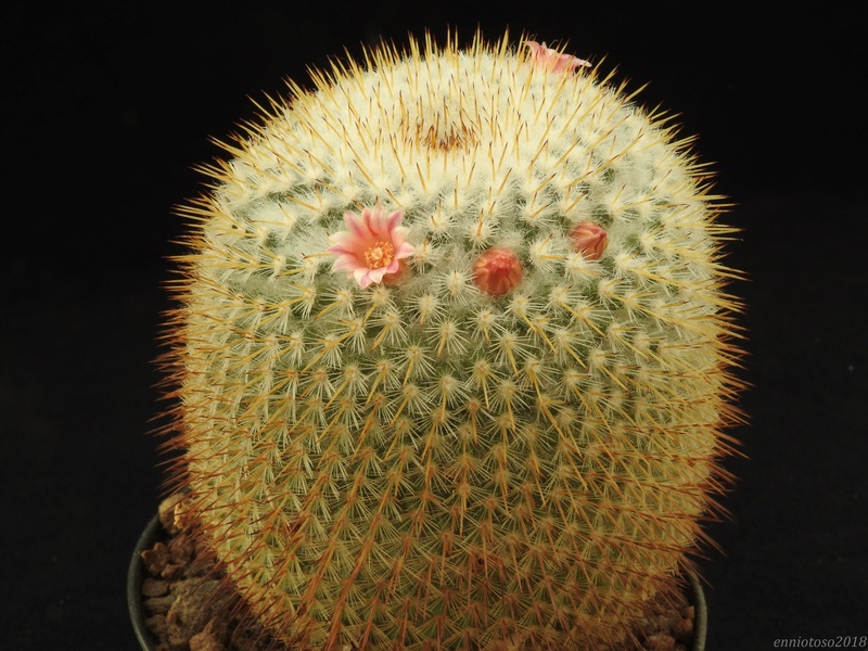 2018, mammillaria in my greenhouses. Haagea10