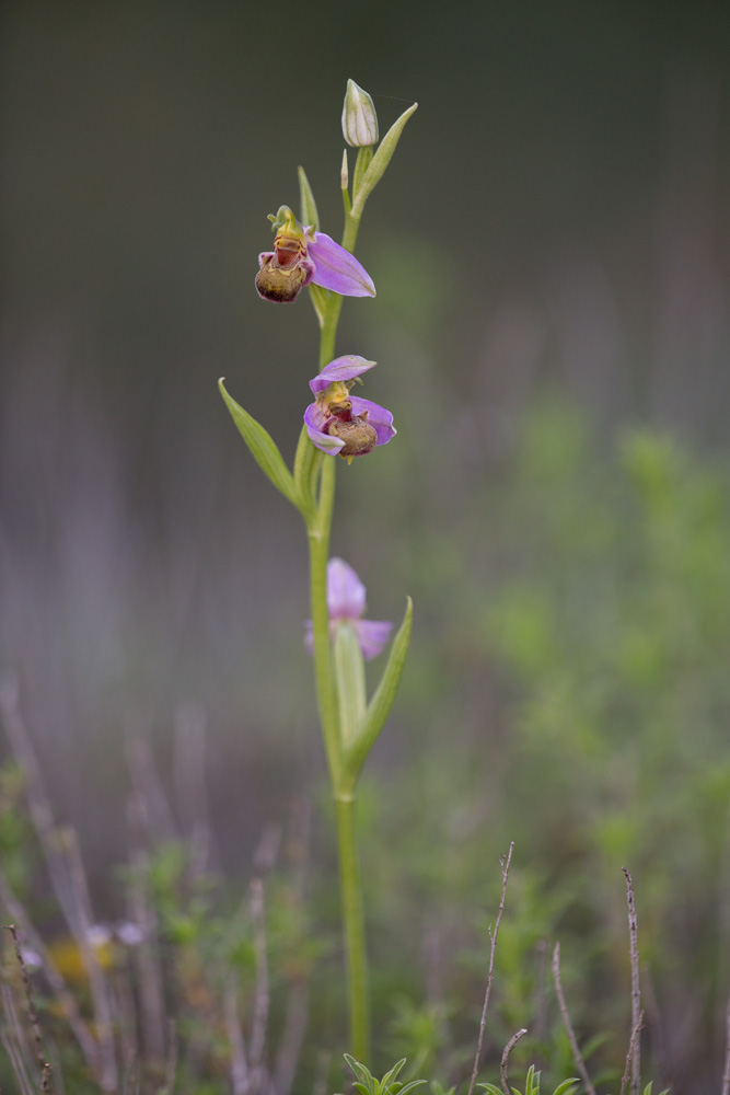 Op apifera hypochrome _mg_9719