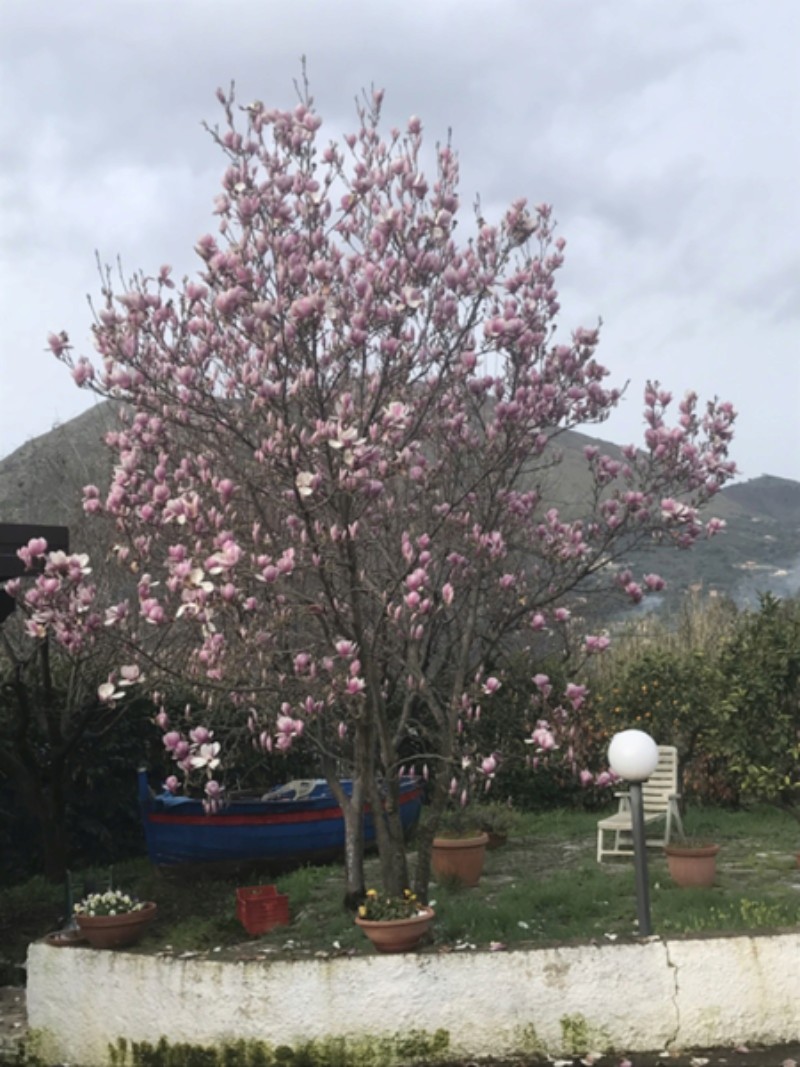 Margotta magnolia D51b5d10