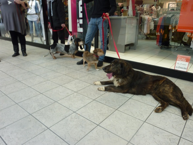 TOTO - bientôt 8 ans,basset bleu de Gascogne Les_st10