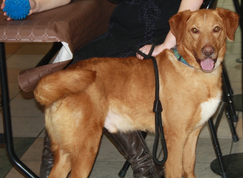 Max, croisé labrador, 3 ans, Romagné (35) Max_411