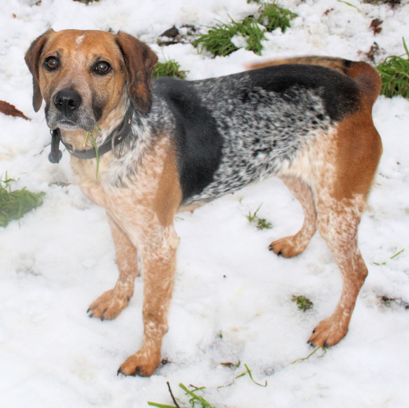 ZINA, croisée beagle de 4-5 ans - Romagné (35) Zina_310