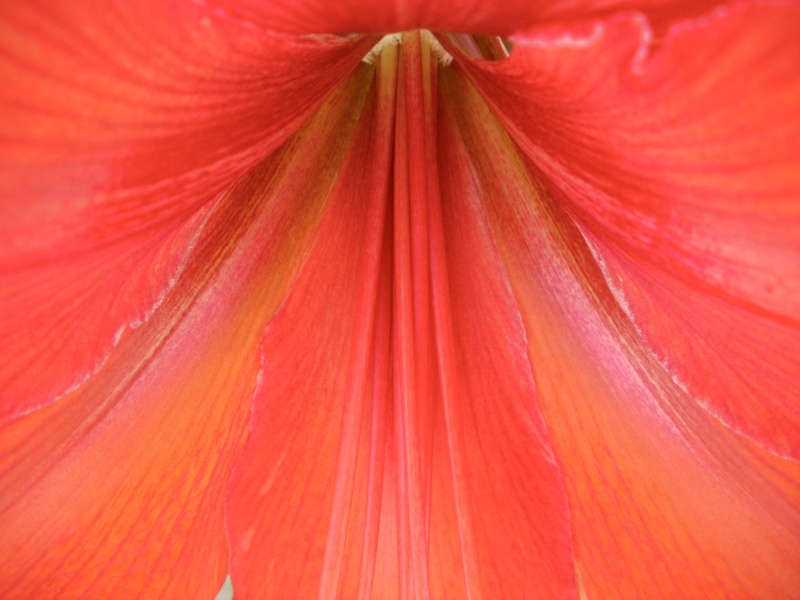 amaryllis red lion Imgp0817