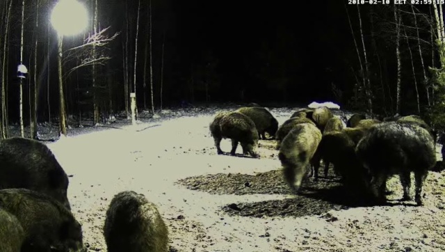 Estonian Wild Pig Cam 2010 - Page 32 2010-052