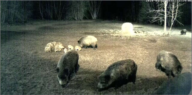 Second Estonian Wild Pig Cam 2010 in Lääne Virumaa - Page 33 2010-271