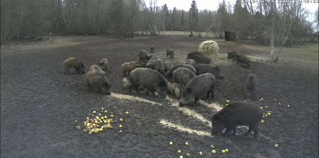 Second Estonian Wild Pig Cam 2010 in Lääne Virumaa 2010-308