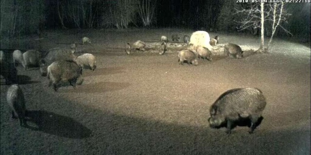 Second Estonian Wild Pig Cam 2010 in Lääne Virumaa - Page 2 2010-322