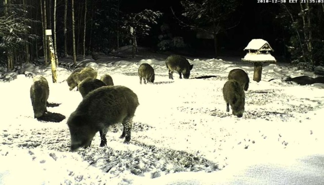 ESTONIAN WILD PIG CAM 2010 -2011 - Page 10 2010-410