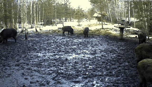 ESTONIAN WILD PIG CAM 2010 -2011 - Page 7 2011-020