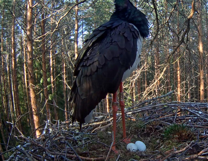 2019 BLACK STORK NEST - Page 2 2018-029