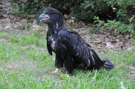 American Bald Eagle - Norfolk Botanical Gardens (Virginia) - Page 7 Bald-e13