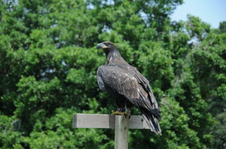 American Bald Eagle - Norfolk Botanical Gardens (Virginia) - Page 7 Bald-e14