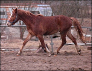 Atreyu - mein kleiner Fuchs - Seite 9 P3090110