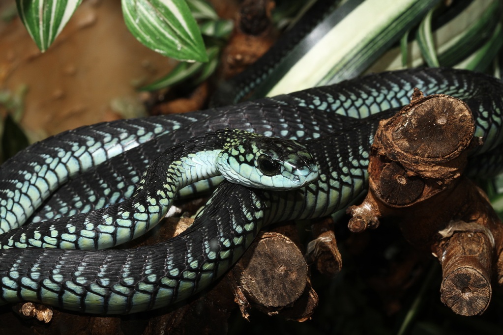 Interesting color changing at Boomslang (female)... Male_214