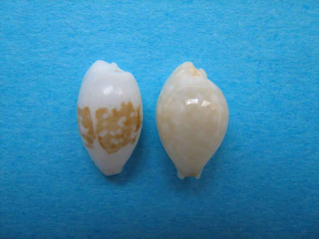les plus petites especes de porcelaines, microdon, fimbriata, etc... A_13510