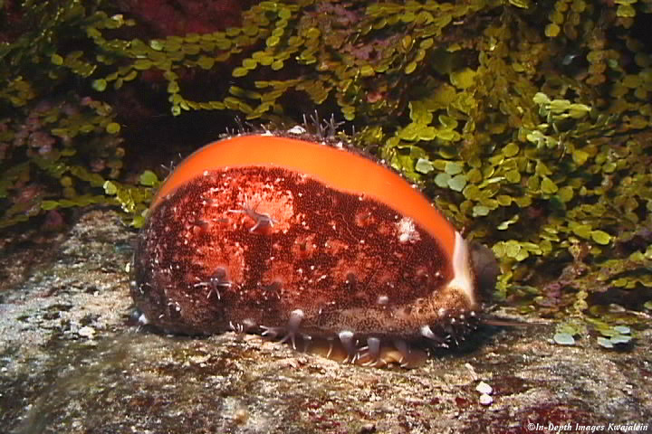 Callistocypraea aurantium (Gmelin, 1791) - Live Cyprae10