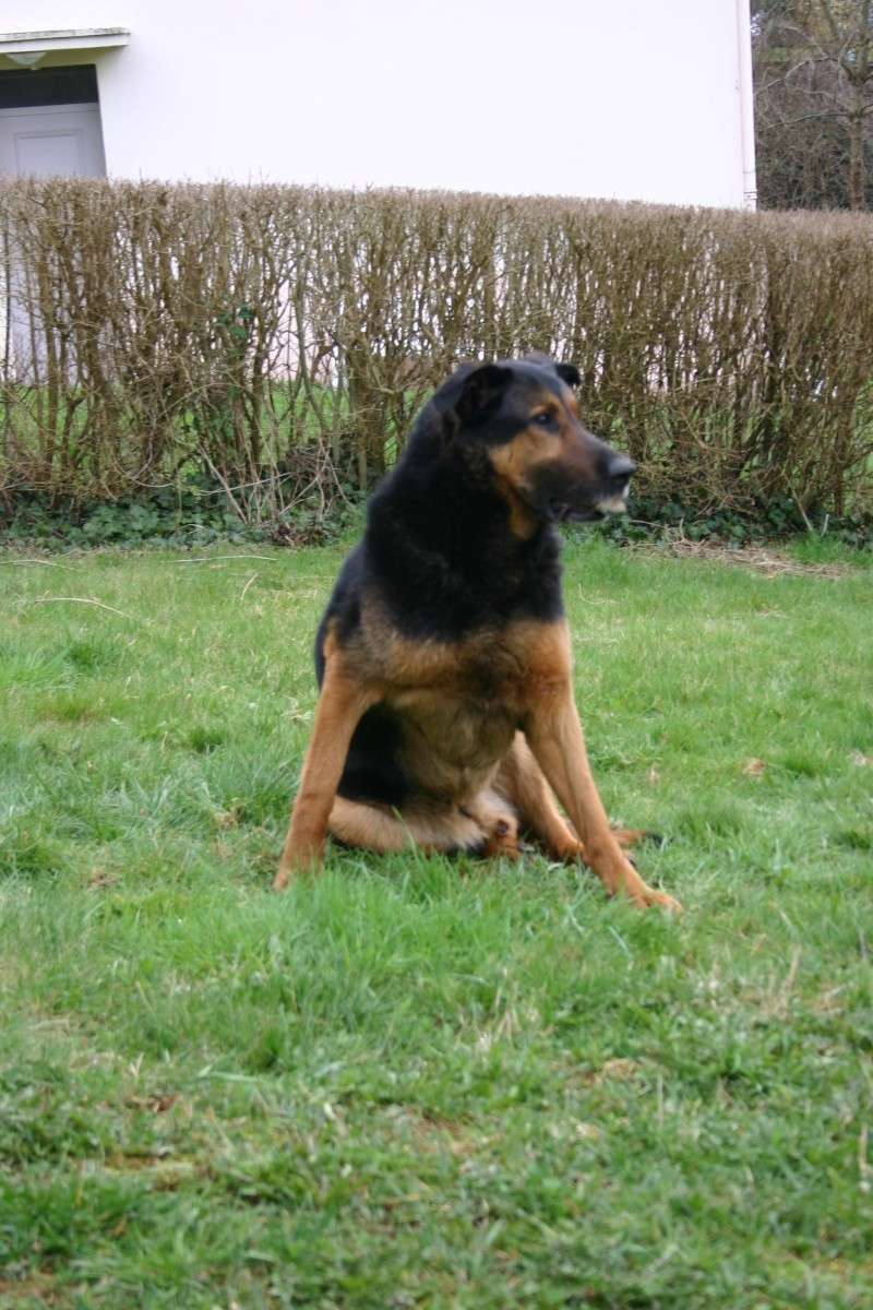 Max, X beauceron 2002 Max_ca10