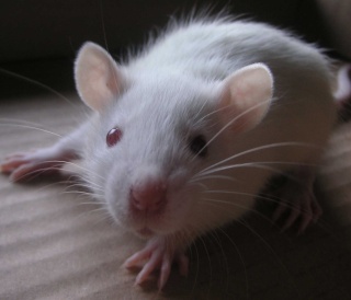 bébés rats à adopter, dispos le 14 mai, dépts 54/67/59/36/86 N112