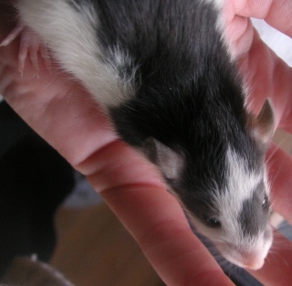bébés rats à adopter, dispos le 14 mai, dépts 67/59/36/86 N611
