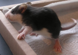 bébés rats à adopter, dispos le 14 mai, dépts 67/59/36/86 N810