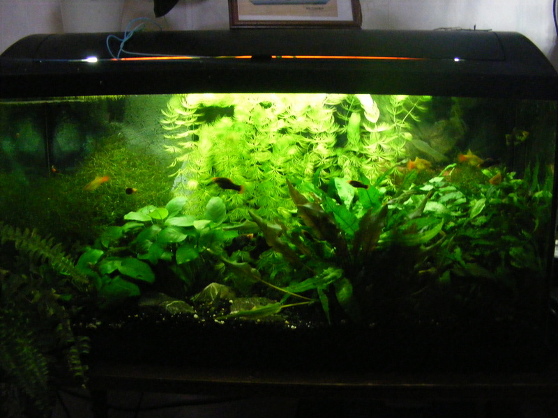 Aquarium 90L. Empoissonnement de prévu. 810