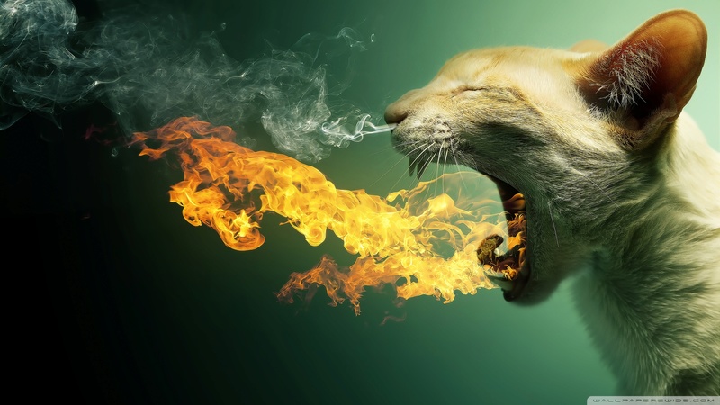 Wallpapers, images et art graphique. Flamin10