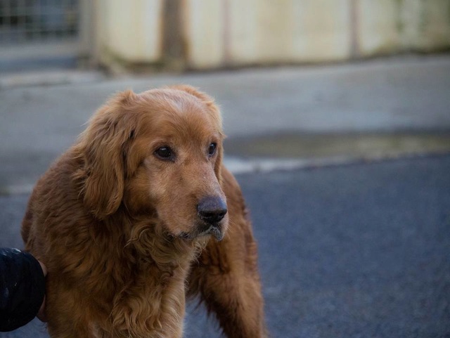 GORDON, mâle croisé cocker fauve 11 ans - SPPA à Amiens (80)  28958711