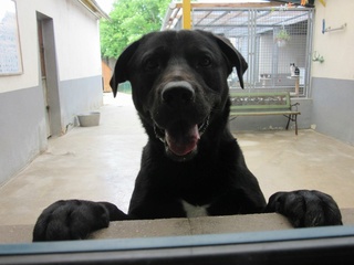 MICKEY x Labrador noir 2 ans - SPPA à Amiens (80)  Img_2418