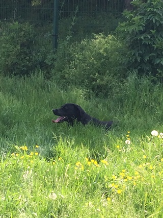 MICKEY x Labrador noir 2 ans - SPPA à Amiens (80)  Img_2420