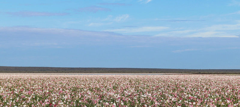 LES LYS DE SANDHOF (Namibie) Sans_t11