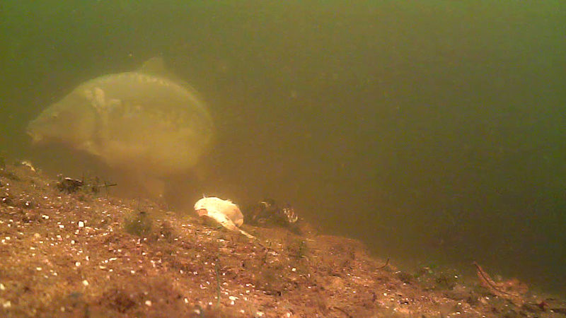 waterwolf underwater footage - Page 2 Vlcsna12