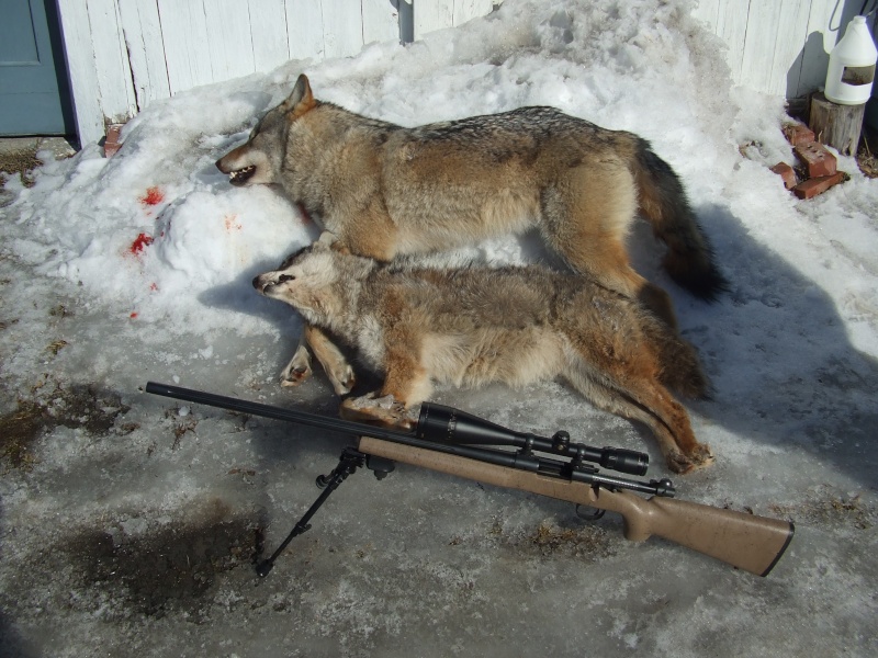 photo de chasse dont vous etes fiers Coyote19