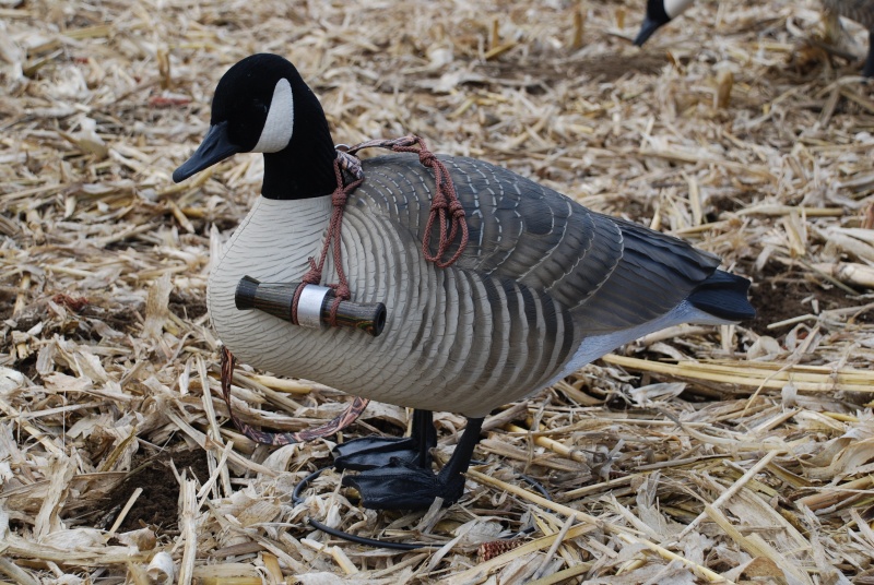 photo de chasse dont vous etes fiers Dsc_0211