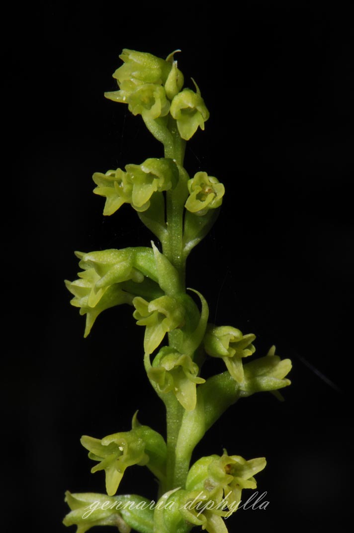 Gennaria diphylla ( Gennarie à deux feuilles ) Gennar10